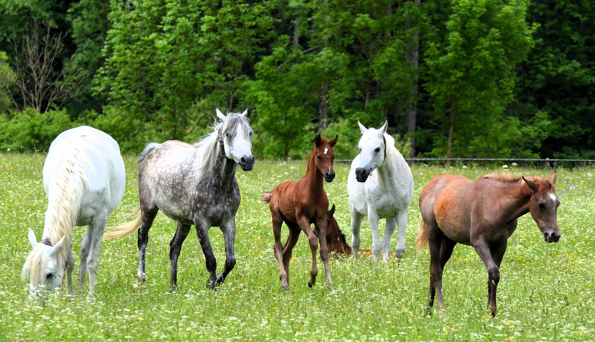 Caballos en pradera