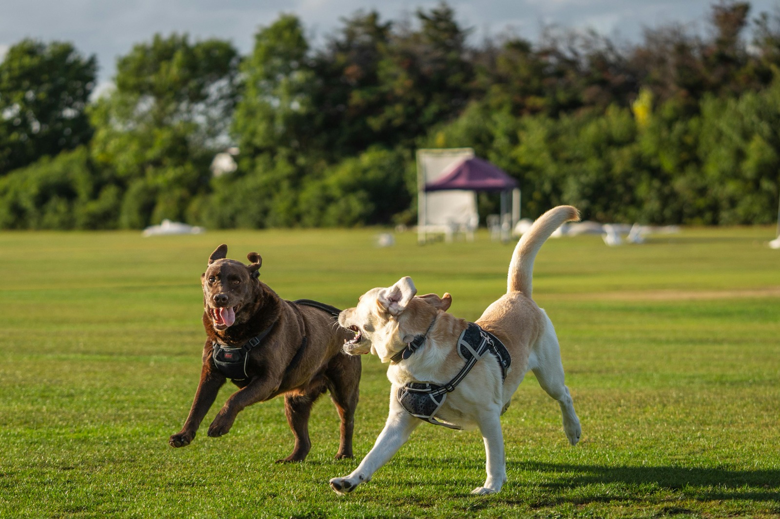 Perros en pradera